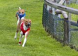 Dogobundi Basenji Th. Ernst (69)